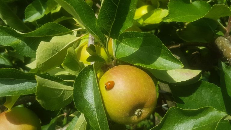 H U Ermann S Edelobst Anbau Im Einklang Mit Der Natur Regional