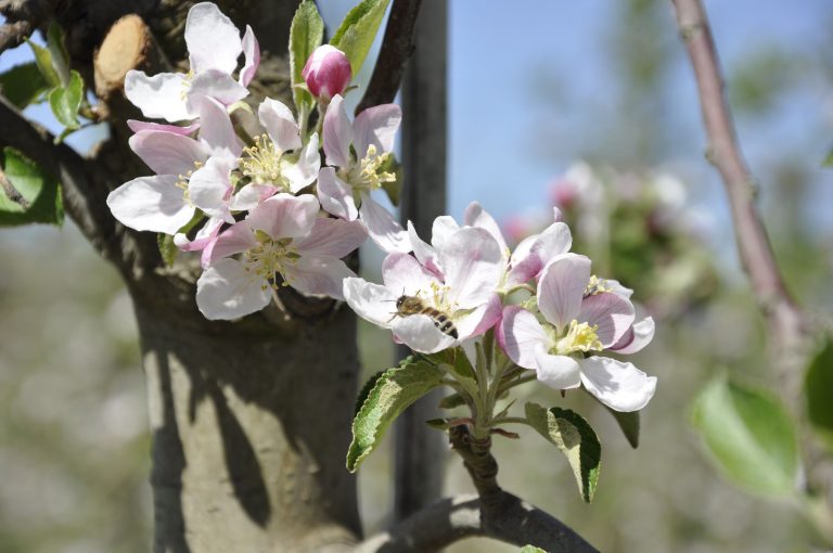 bluetemitbiene.jpeg 768x510