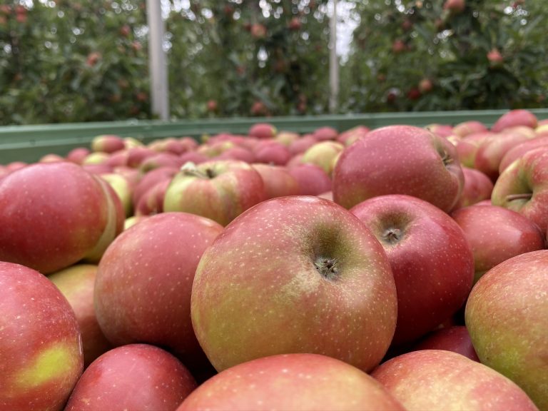 35FF99FD 5844 4825 BEB4 CDCE5981B488 768x576