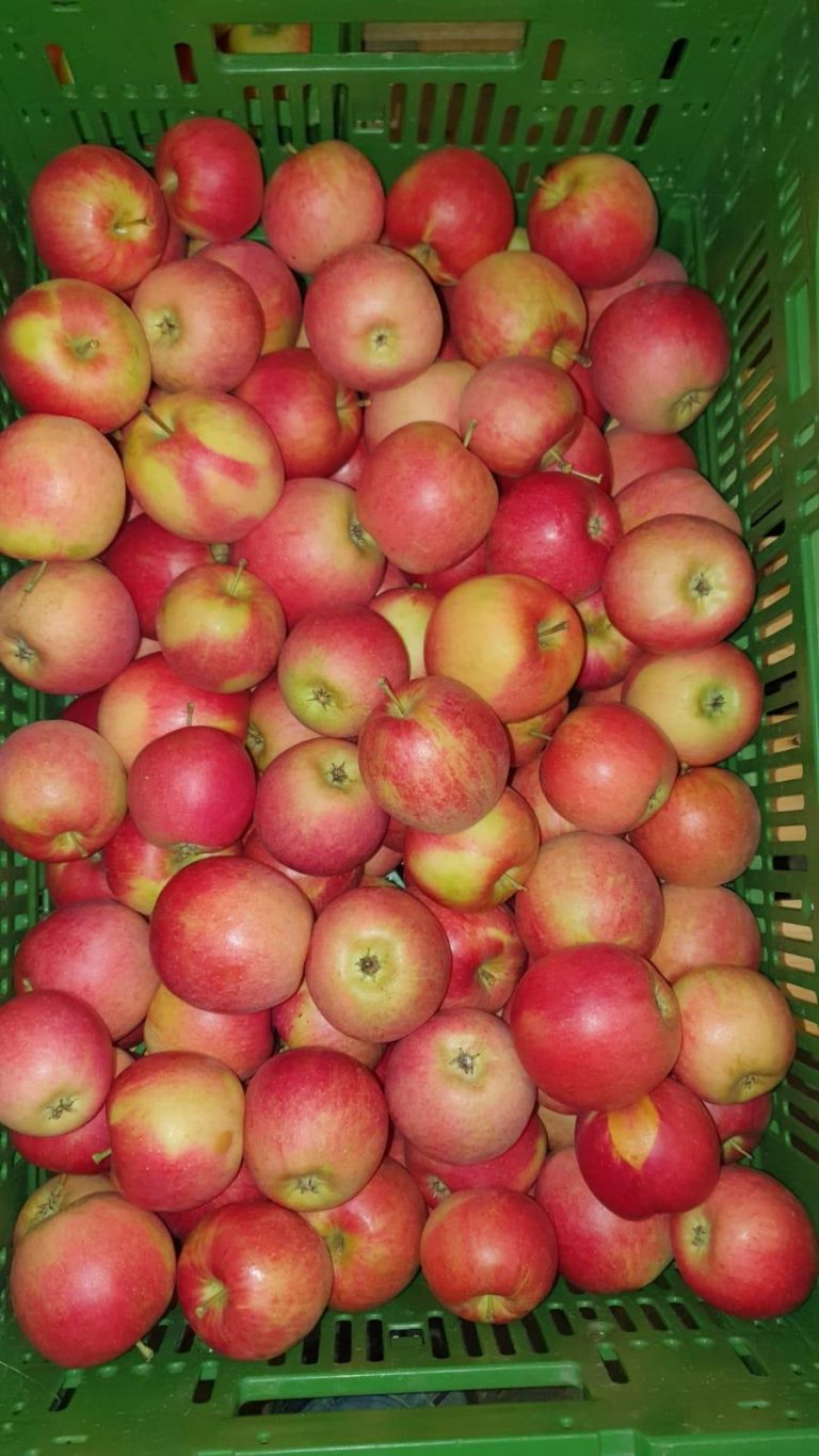 Apfel 768x1365