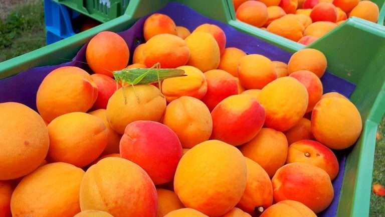 IMG 20210225 WA0006 768x432