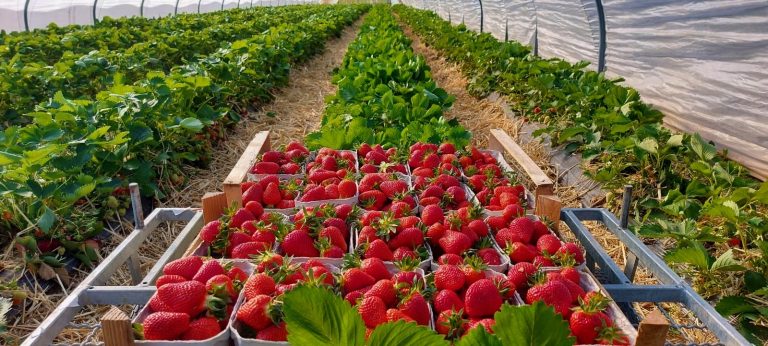 IMG 20210428 WA0006 002 768x346