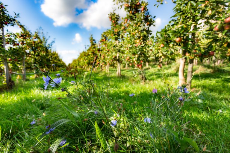 Bluehstreifen Apfelbaeume 768x512