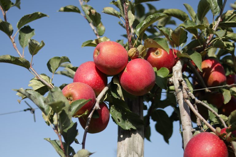 20200920162300 IMG 3565 768x512