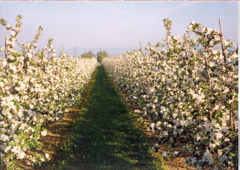 Apfelblueten 768x543