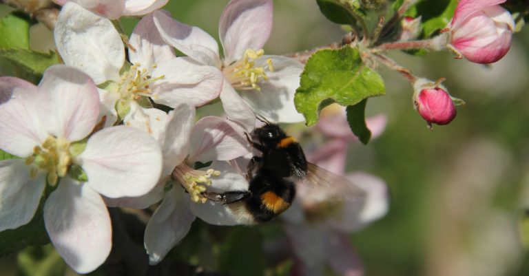 D7646236 35CA 445A A8E4 1B12B6A922FC 768x401