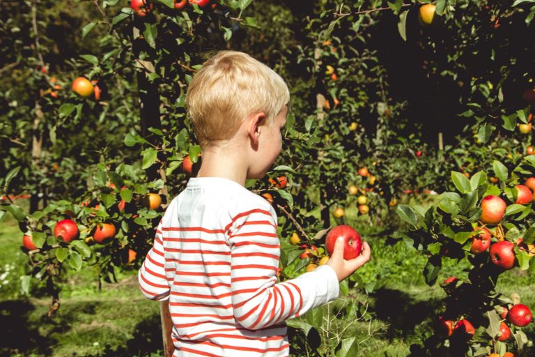 Apfel-Selbstpflücke