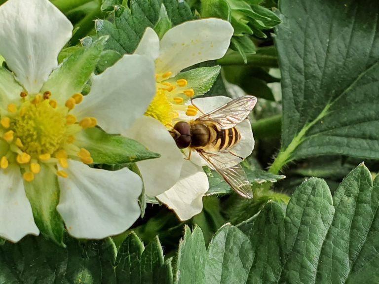 Wildbestaeuber2 768x576