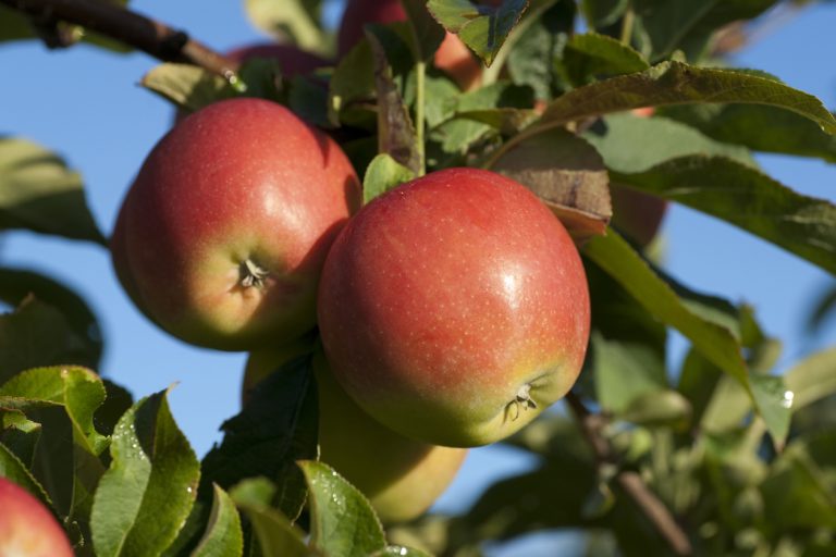 Fotoshow 0128 768x512