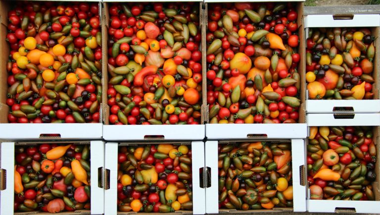 Tomaten gemischt 1 768x436