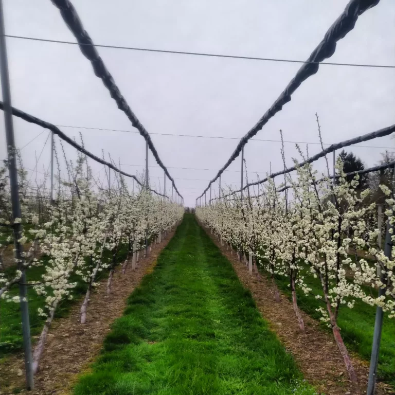 IMG 20230410 211944 561 768x768